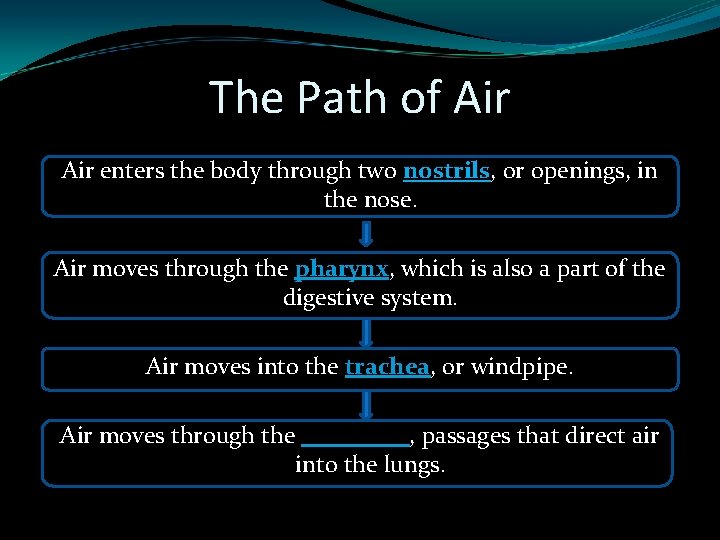 The Path of Air enters the body through two nostrils, or openings, in the