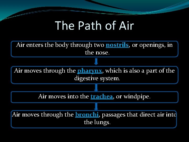 The Path of Air enters the body through two nostrils, or openings, in the
