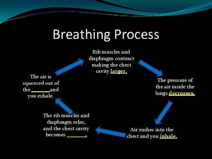 Breathing Process The air is squeezed out of the _______and you exhale. Rib muscles