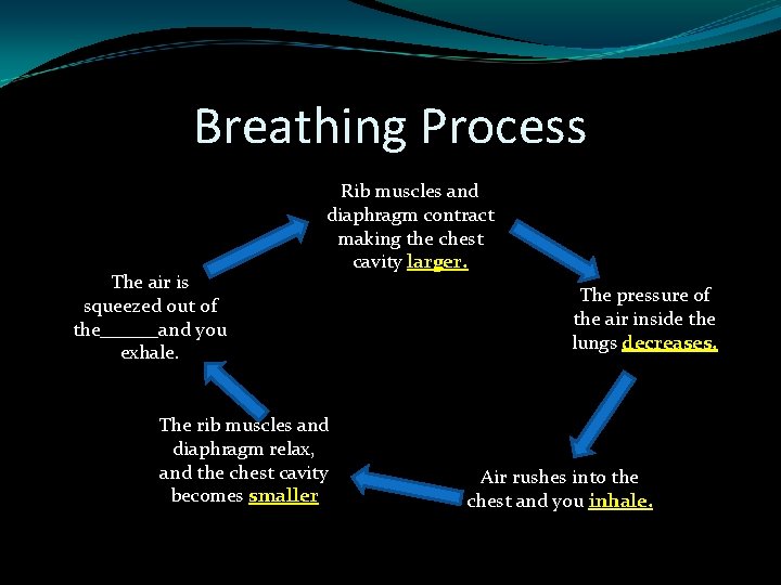 Breathing Process The air is squeezed out of the______and you exhale. Rib muscles and