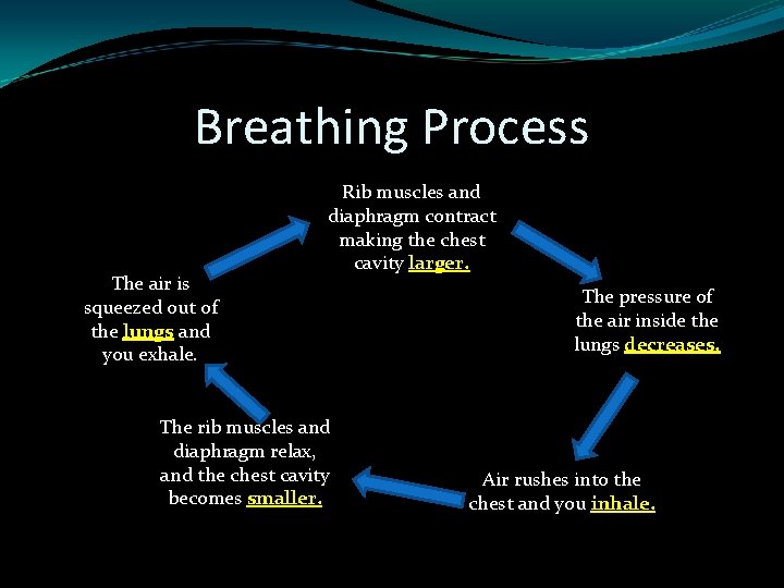 Breathing Process The air is squeezed out of the lungs and you exhale. Rib
