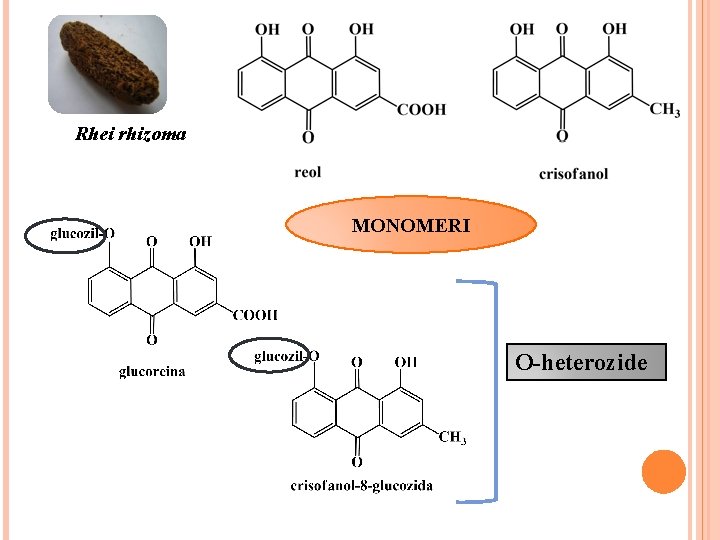 Rhei rhizoma MONOMERI O-heterozide 