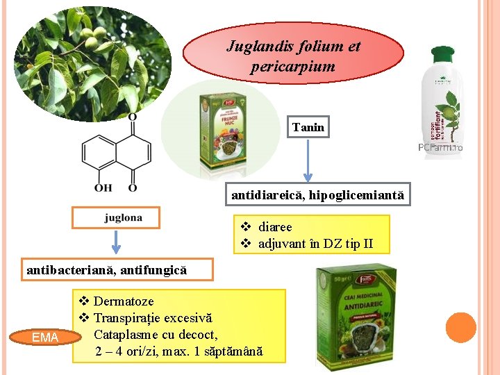 Juglandis folium et pericarpium Tanin antidiareică, hipoglicemiantă v diaree v adjuvant în DZ tip