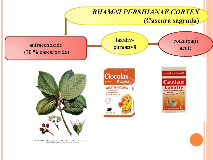 RHAMNI PURSHIANAE CORTEX (Cascara sagrada) antracenozide (70 % cascarozide) laxativpurgativă constipaţii acute RHAMNI PURSHIANAE CORTEX (Cascara sagrada) antracenozide (70 % cascarozide) laxativpurgativă constipaţii acute