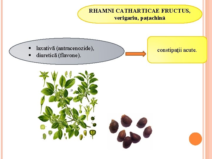 RHAMNI CATHARTICAE FRUCTUS, verigariu, paţachină § laxativă (antracenozide), § diuretică (flavone). constipaţii acute. 