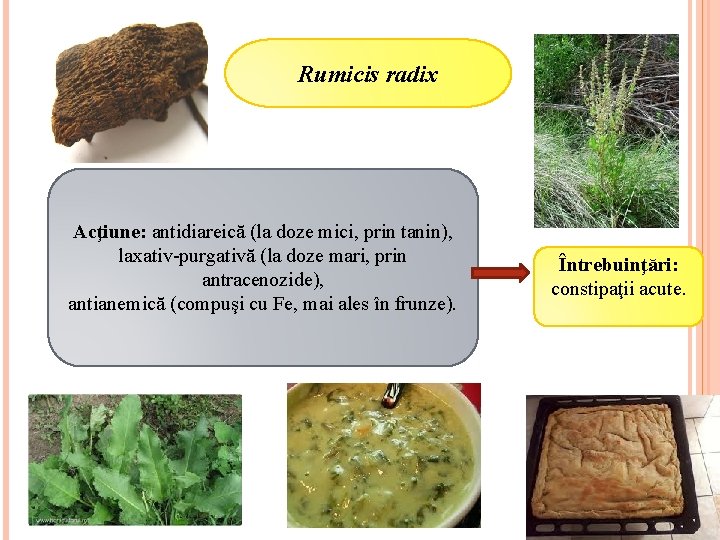 Rumicis radix Acţiune: antidiareică (la doze mici, prin tanin), laxativ-purgativă (la doze mari, prin Rumicis radix Acţiune: antidiareică (la doze mici, prin tanin), laxativ-purgativă (la doze mari, prin