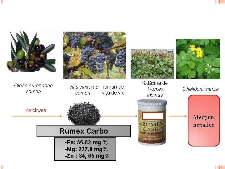 Oleae europaeae semen Vitis viniferae ramuri de semen viţă de vie rădăcina de Rumex