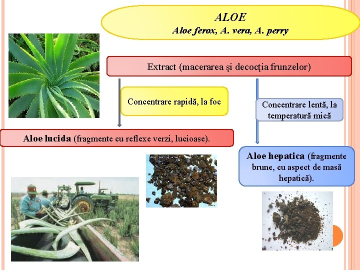 ALOE Aloe ferox, A. vera, A. perry Extract (macerarea şi decocţia frunzelor) Concentrare rapidă,