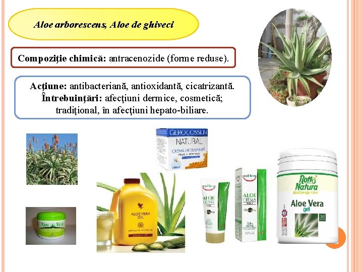 Aloe arborescens, Aloe de ghiveci Compoziţie chimică: antracenozide (forme reduse). Acţiune: antibacteriană, antioxidantă, cicatrizantă.