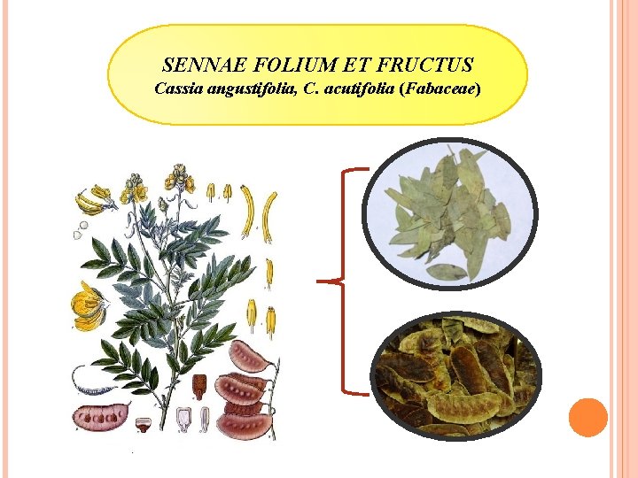 SENNAE FOLIUM ET FRUCTUS Cassia angustifolia, C. acutifolia (Fabaceae) 