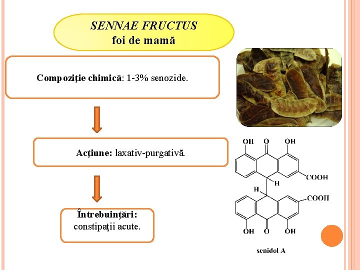 SENNAE FRUCTUS foi de mamă Compoziţie chimică: 1 -3% senozide. Acţiune: laxativ-purgativă. Întrebuinţări: constipaţii