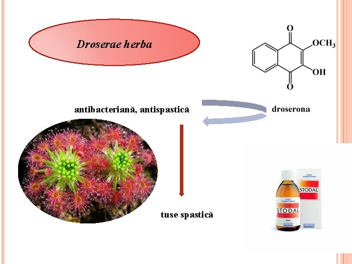 Droserae herba antibacteriană, antispastică tuse spastică Droserae herba antibacteriană, antispastică tuse spastică