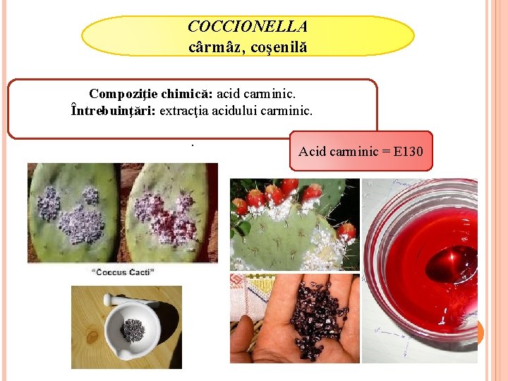 COCCIONELLA cârmâz, coşenilă Compoziţie chimică: acid carminic. Întrebuinţări: extracţia acidului carminic. . Acid carminic