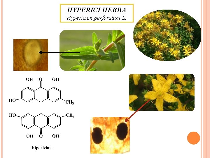 HYPERICI HERBA Hypericum perforatum L. HYPERICI HERBA Hypericum perforatum L.