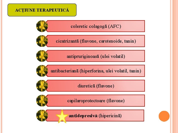 ACȚIUNE TERAPEUTICĂ coleretic colagogă (AFC) cicatrizantă (flavone, carotenoide, tanin) antipruriginoasă (ulei volatil) antibacteriană (hiperforina, ACȚIUNE TERAPEUTICĂ coleretic colagogă (AFC) cicatrizantă (flavone, carotenoide, tanin) antipruriginoasă (ulei volatil) antibacteriană (hiperforina,