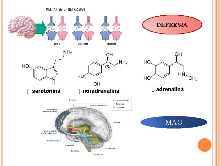 DEPRESIA ↓ serotonină ↓ noradrenalină ↓ adrenalină MAO 