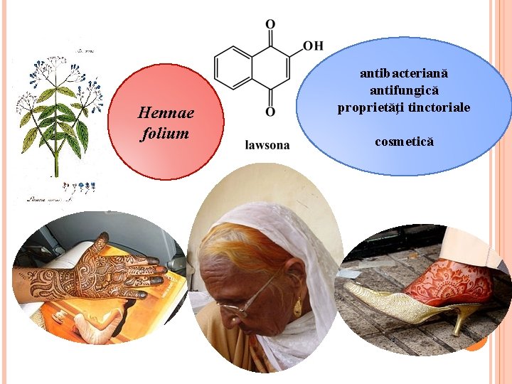 Hennae folium antibacteriană antifungică proprietăţi tinctoriale cosmetică 