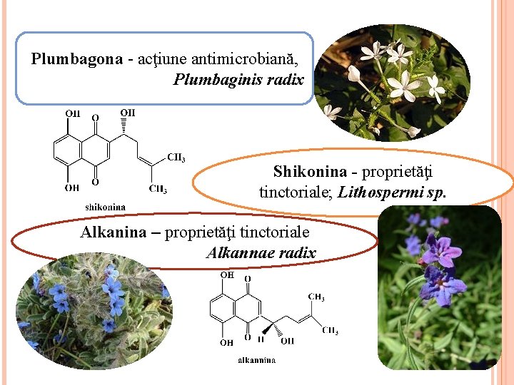 Plumbagona - acţiune antimicrobiană, Plumbaginis radix Shikonina - proprietăţi tinctoriale; Lithospermi sp. Alkanina –