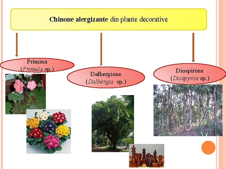 Chinone alergizante din plante decorative Primina (Primula sp. ) Dalbergione (Dalbergia sp. ) Diospirone