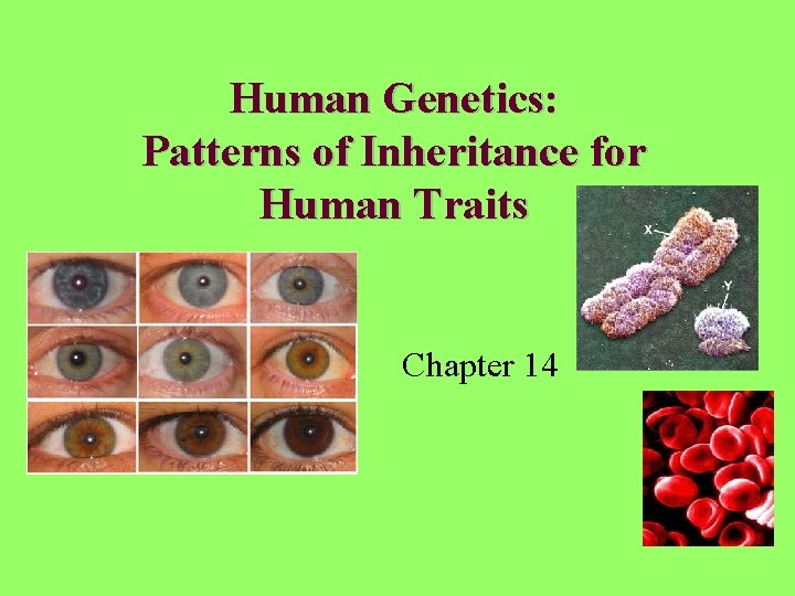 Human Genetics: Patterns of Inheritance for Human Traits Chapter 14 
