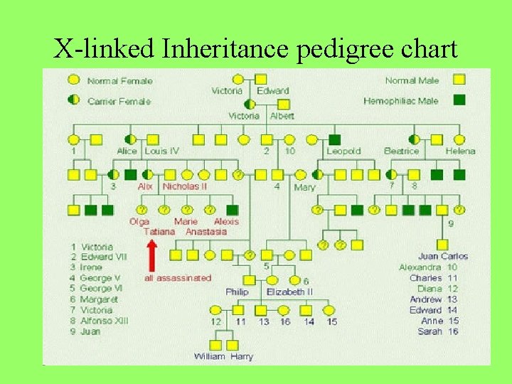 X-linked Inheritance pedigree chart 