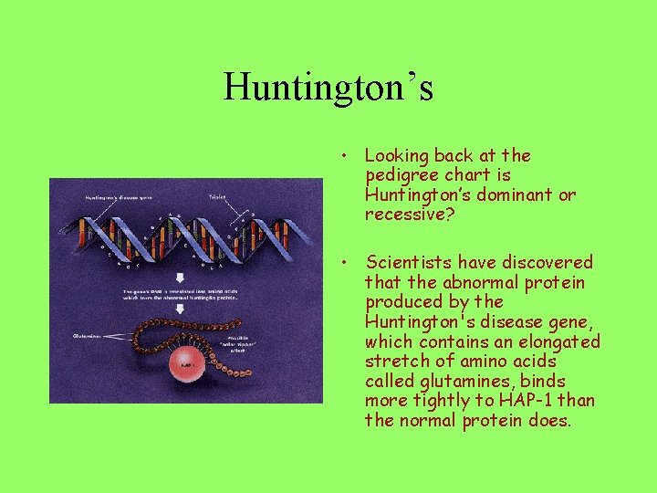 Huntington’s • Looking back at the pedigree chart is Huntington’s dominant or recessive? •