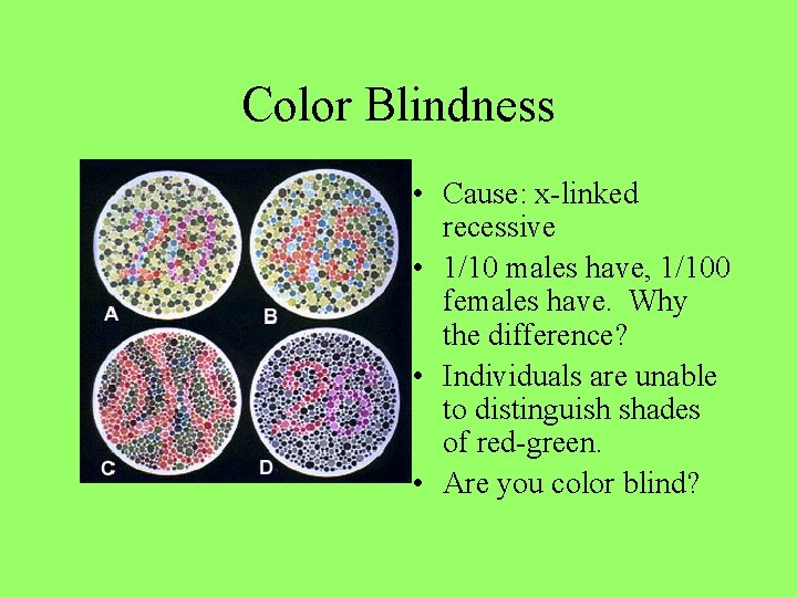 Color Blindness • Cause: x-linked recessive • 1/10 males have, 1/100 females have. Why