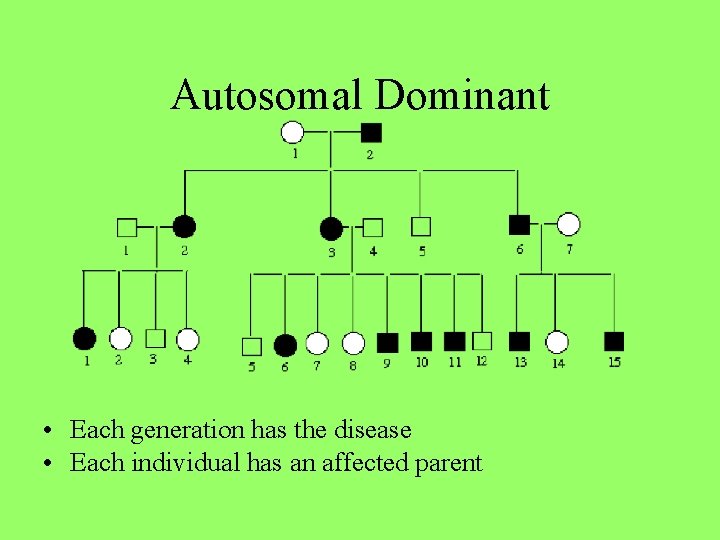 Autosomal Dominant • Each generation has the disease • Each individual has an affected