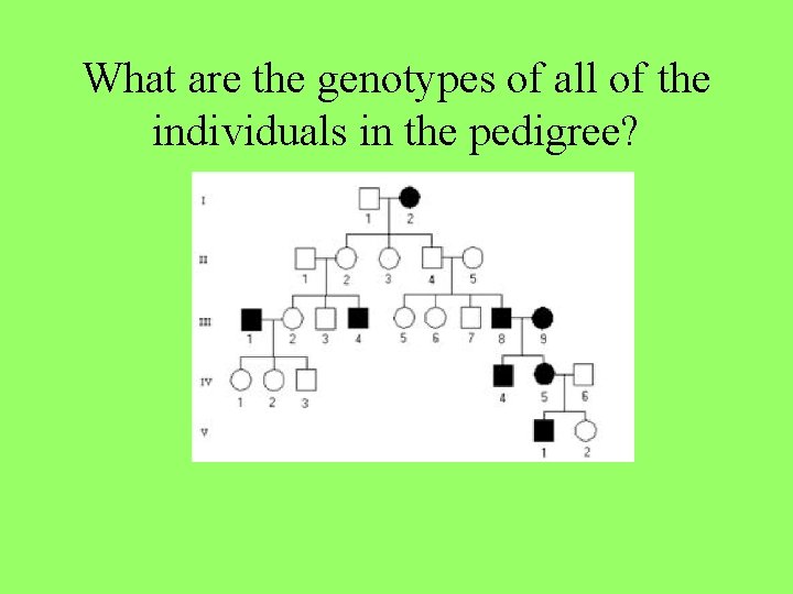 What are the genotypes of all of the individuals in the pedigree? 