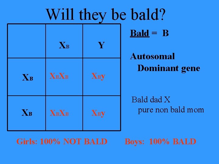 Will they be bald? Bald = B XB XB XBXB Y XB y Autosomal