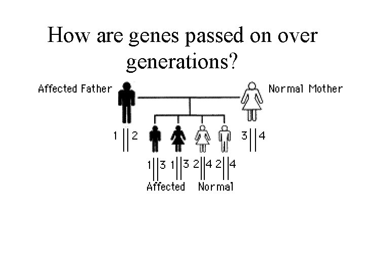 How are genes passed on over generations? 
