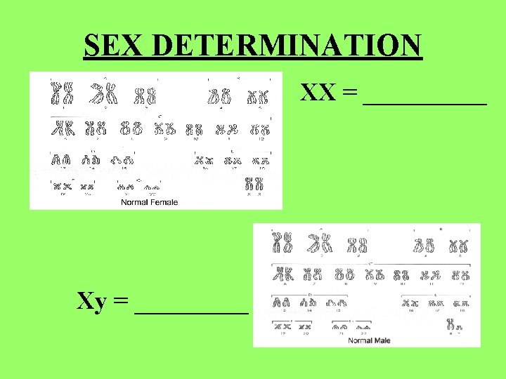 SEX DETERMINATION XX = ______ Xy = _____ 