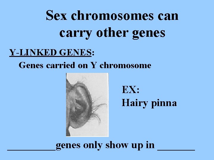 Sex chromosomes can carry other genes Y-LINKED GENES: Genes carried on Y chromosome EX: