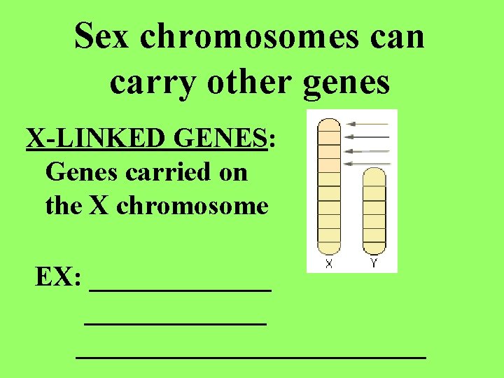 Sex chromosomes can carry other genes X-LINKED GENES: Genes carried on the X chromosome