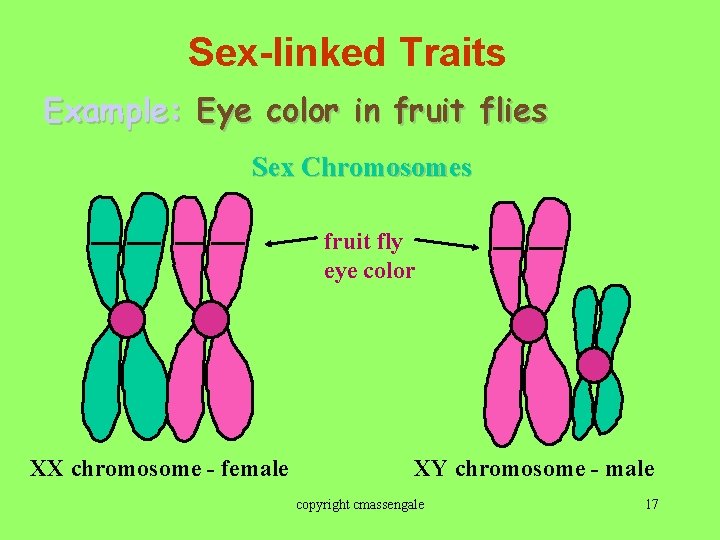 Sex-linked Traits Example: Eye color in fruit flies Sex Chromosomes fruit fly eye color