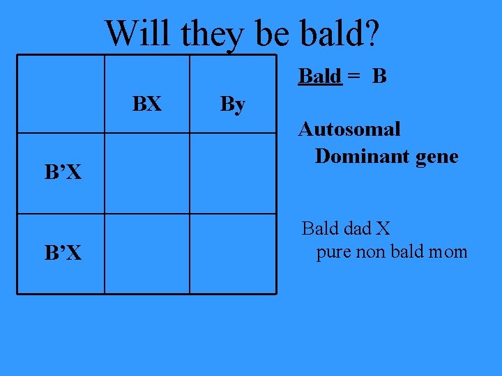 Will they be bald? Bald = B BX B’X By Autosomal Dominant gene Bald