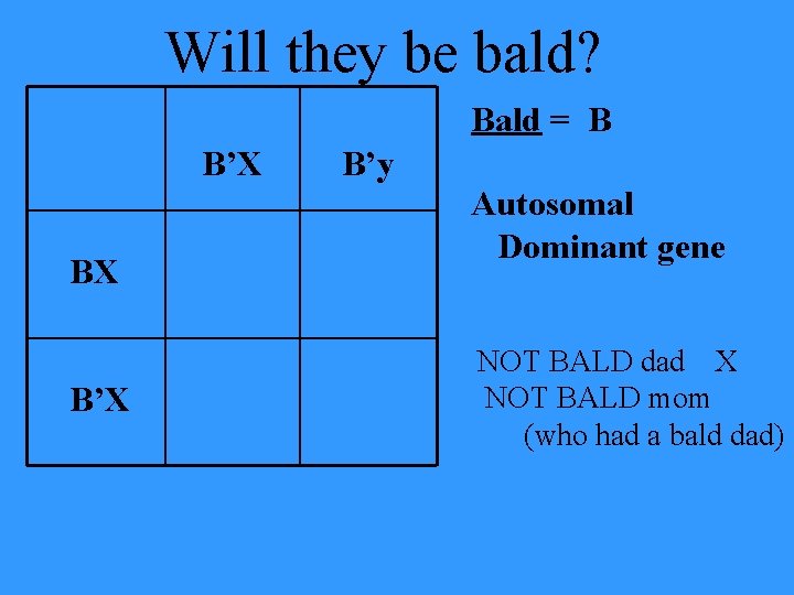 Will they be bald? Bald = B B’X BX B’X B’y Autosomal Dominant gene