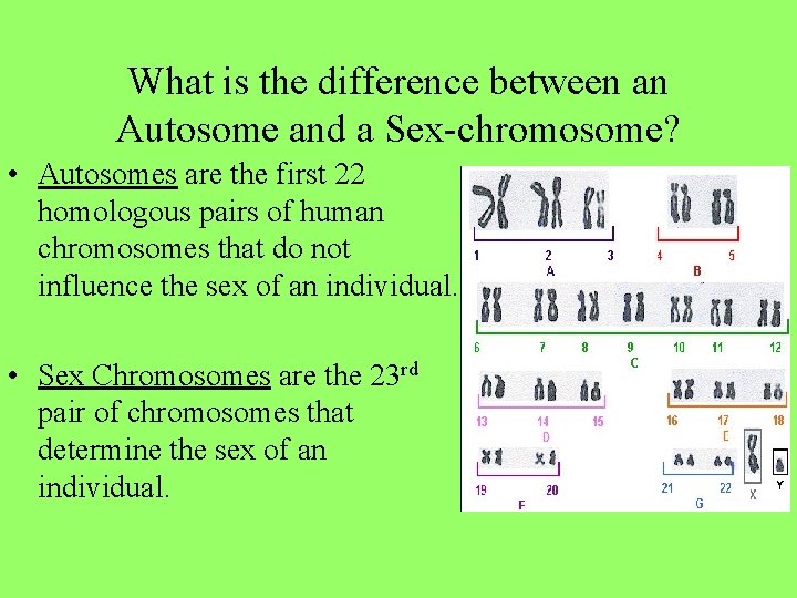 What is the difference between an Autosome and a Sex-chromosome? • Autosomes are the