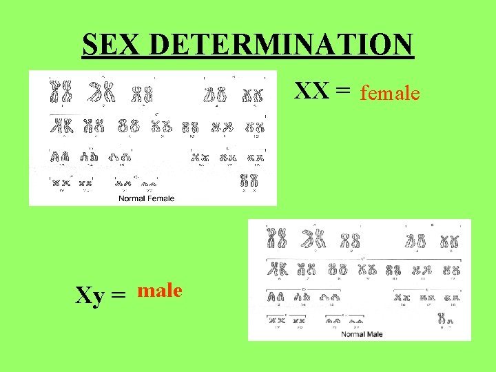 SEX DETERMINATION XX = female Xy = 