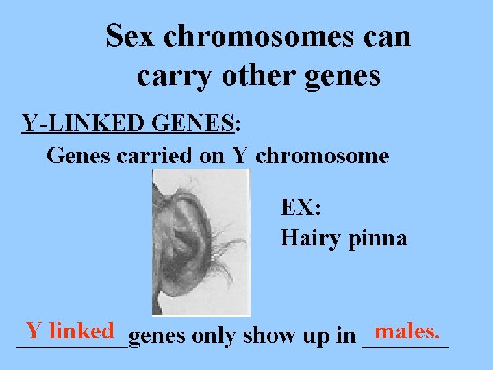 Sex chromosomes can carry other genes Y-LINKED GENES: Genes carried on Y chromosome EX: