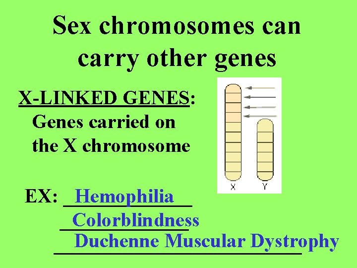 Sex chromosomes can carry other genes X-LINKED GENES: Genes carried on the X chromosome