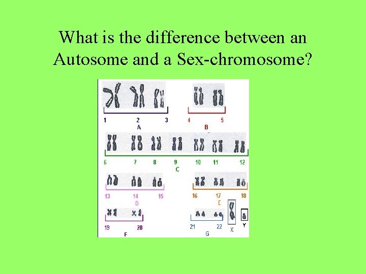 What is the difference between an Autosome and a Sex-chromosome? 