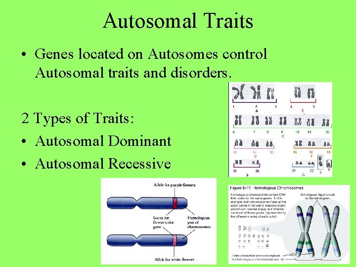 Autosomal Traits • Genes located on Autosomes control Autosomal traits and disorders. 2 Types