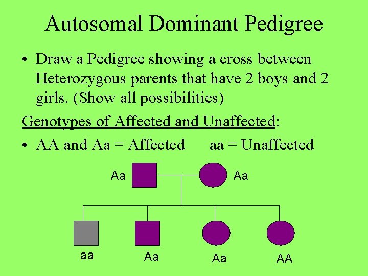 Autosomal Dominant Pedigree • Draw a Pedigree showing a cross between Heterozygous parents that