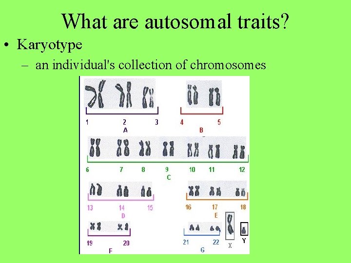 What are autosomal traits? • Karyotype – an individual's collection of chromosomes 