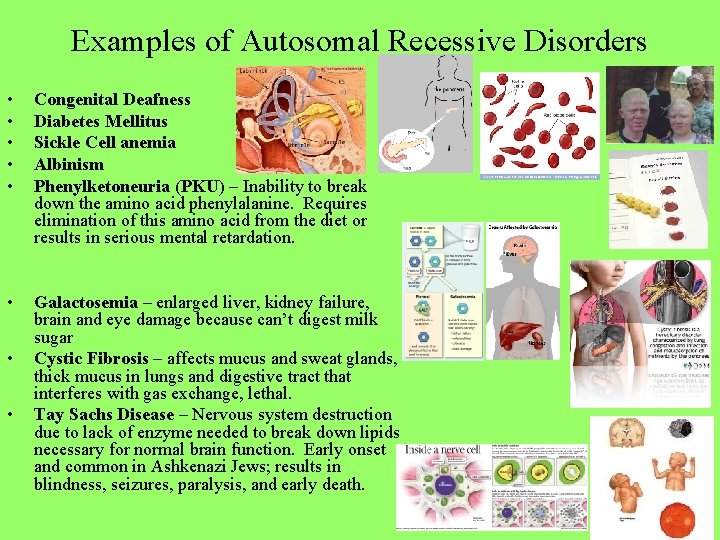 Examples of Autosomal Recessive Disorders • • • Congenital Deafness Diabetes Mellitus Sickle Cell