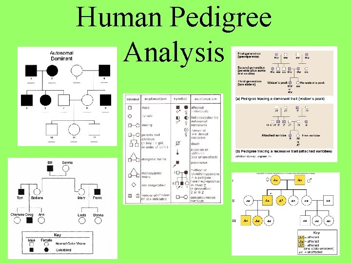 Human Pedigree Analysis 