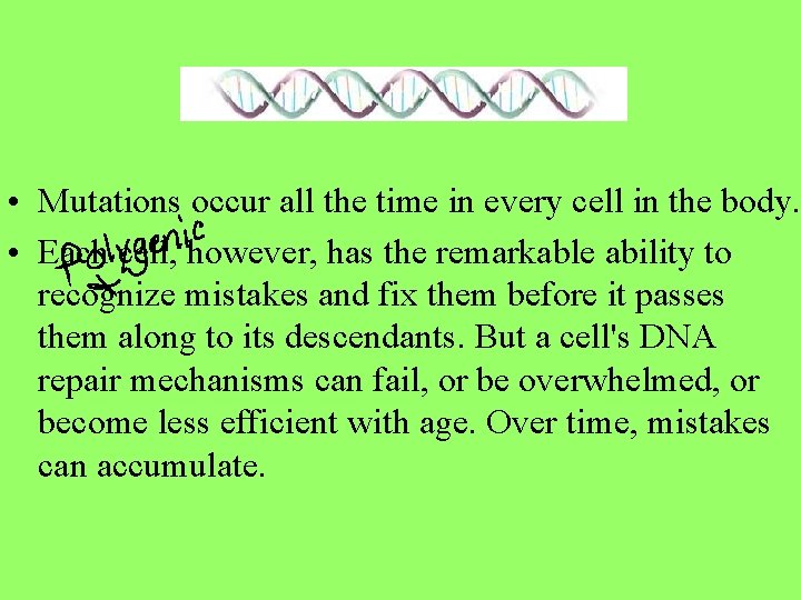  • Mutations occur all the time in every cell in the body. •