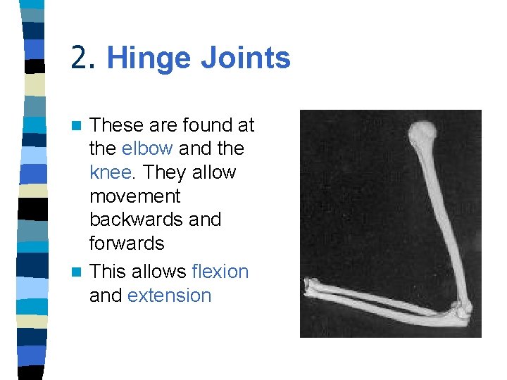 2. Hinge Joints These are found at the elbow and the knee. They allow