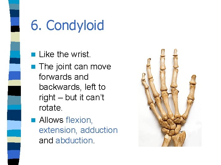 6. Condyloid Like the wrist. n The joint can move forwards and backwards, left